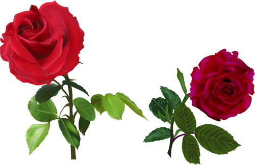Red rose realitic vector 02