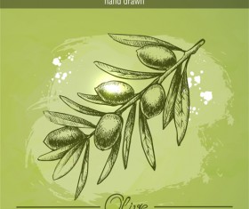 Vintage olive cranch hand drawn vector 01