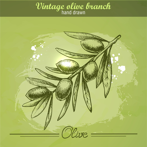 Vintage olive cranch hand drawn vector 01