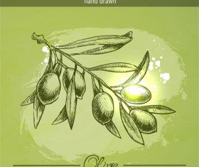 Vintage olive cranch hand drawn vector 02