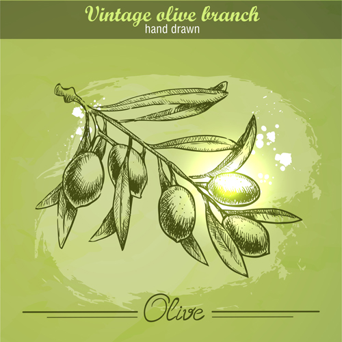 Vintage olive cranch hand drawn vector 02