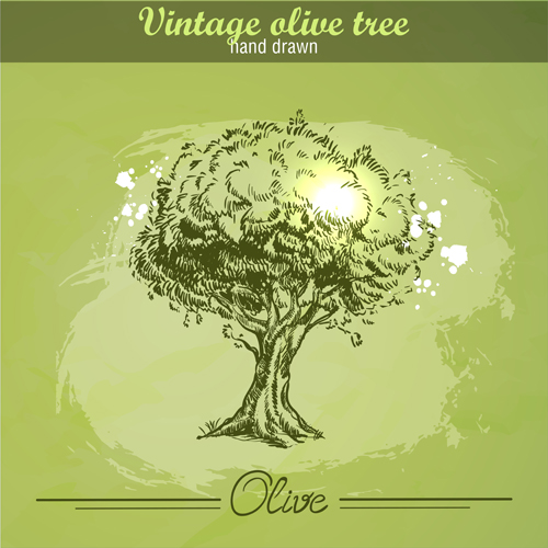 Vintage olive tree hand drawn vector 01