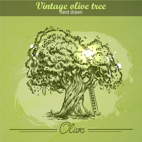 Vintage olive tree hand drawn vector 02