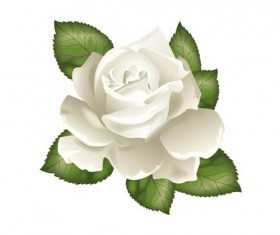 White rose with green leaves vector