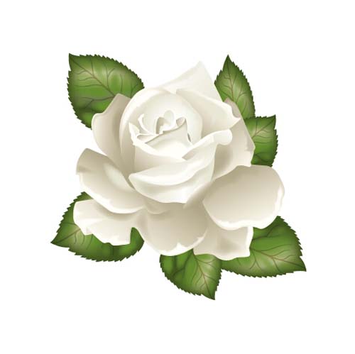 White rose with green leaves vector