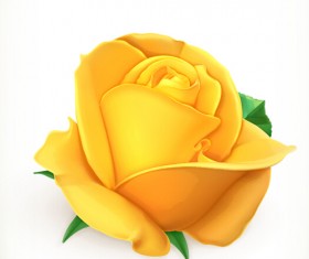Yellow rose vector material
