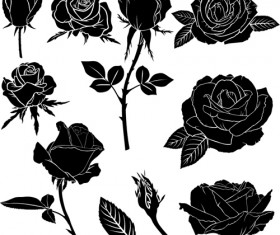 Black rose vector illustration