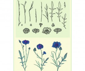 Chrysanthemums and foliage Brushes