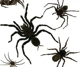 Realistic spider vector material 02