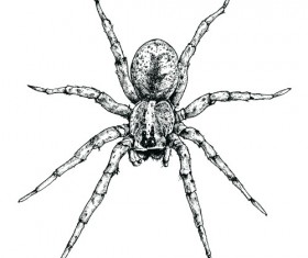 Realistic spider vector design - Vector Animal free download