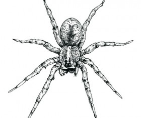Realistic spider vector material 03