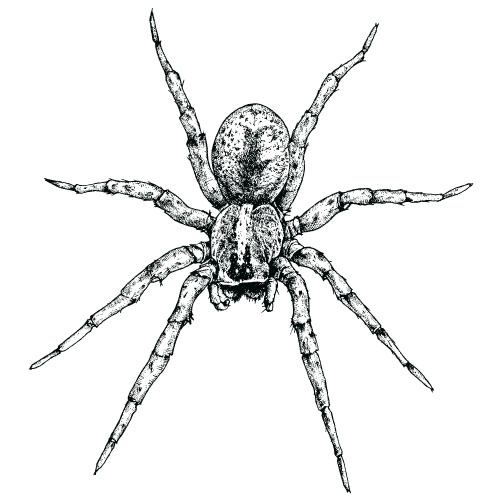 Realistic spider vector material 03