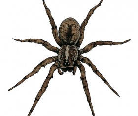 Realistic spider vector material 04