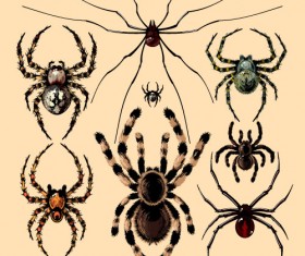 Realistic spider vector material 05