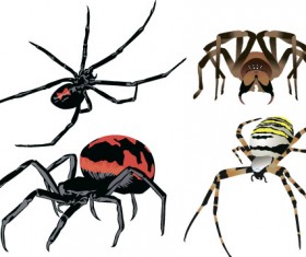 Realistic spider vector material 06