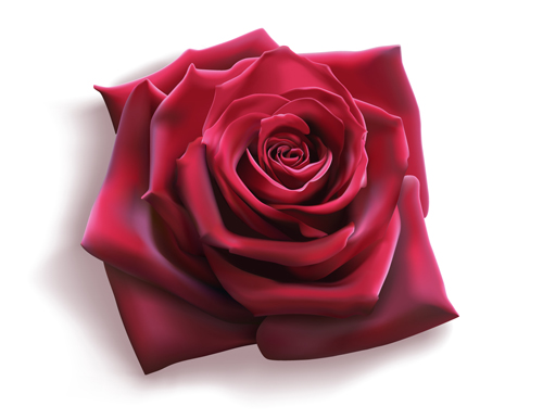 Red rose illustration vector 03