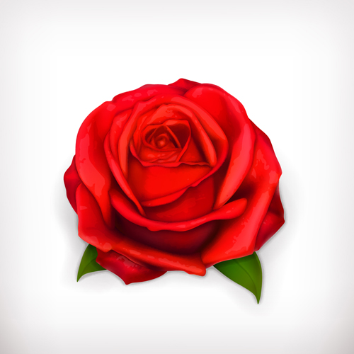 Red rose illustration vector 04