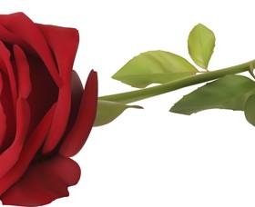 Red rose illustration vector 05