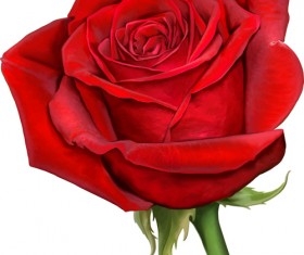 Red rose illustration vector 06