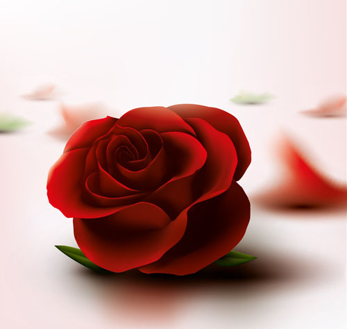 Red rose with pink background vector 02
