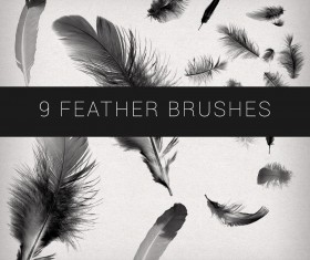 9 Kind feathers Photoshop Brushes