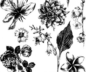 Different flowers hand drawn vector