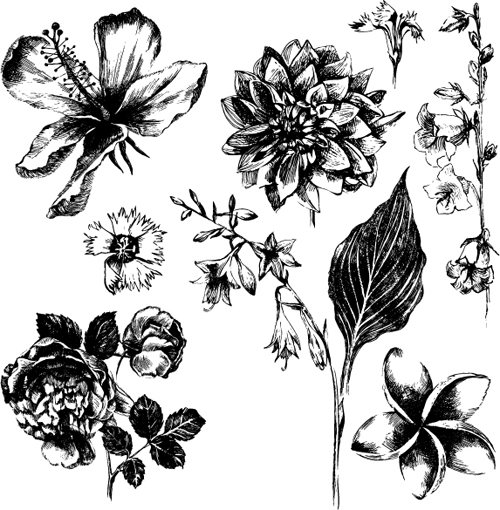 Different flowers hand drawn vector