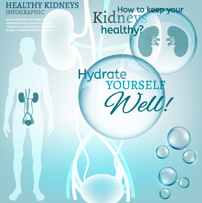 Healthy kidneys infographics vector 01