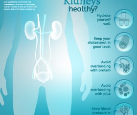 Healthy kidneys infographics vector 02