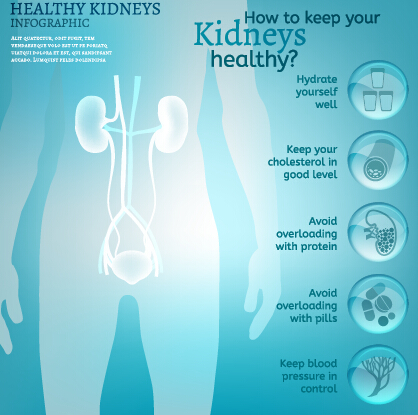 Healthy kidneys infographics vector 02