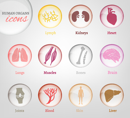 Human organs icons set 02