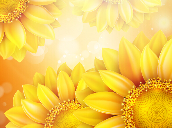 Sunflower flower with bokeh vector background 13
