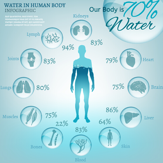 Water in human body infographic vector 01