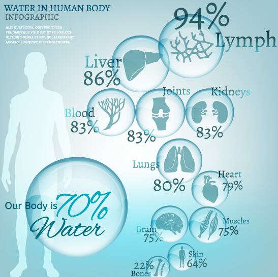 Water in human body infographic vector 02
