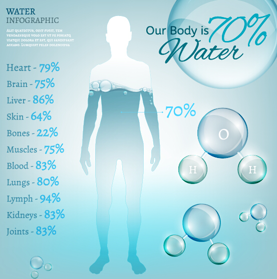 Water in human body infographic vector 04