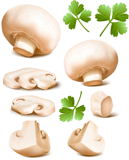 Champignon and parsley leaves vector