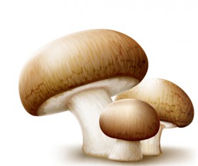 Champignons vector material