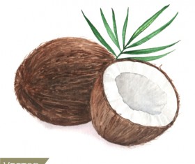Coconut watercolor drawn vector