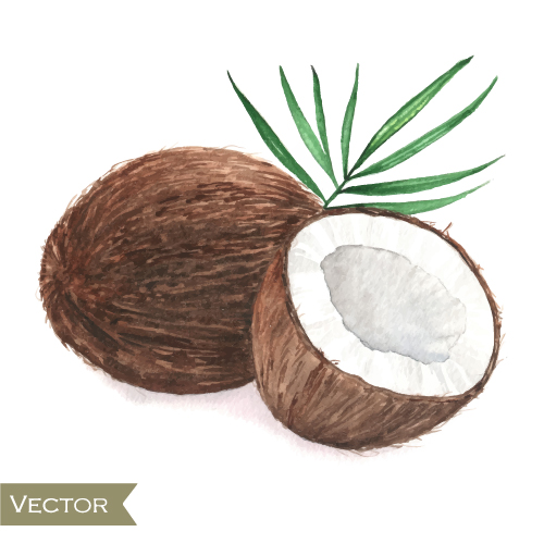 Coconut watercolor drawn vector
