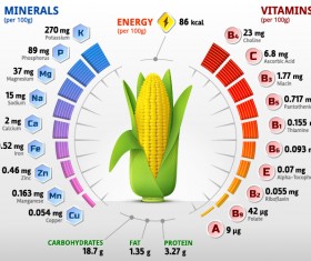 Corn vitamins infographics vector