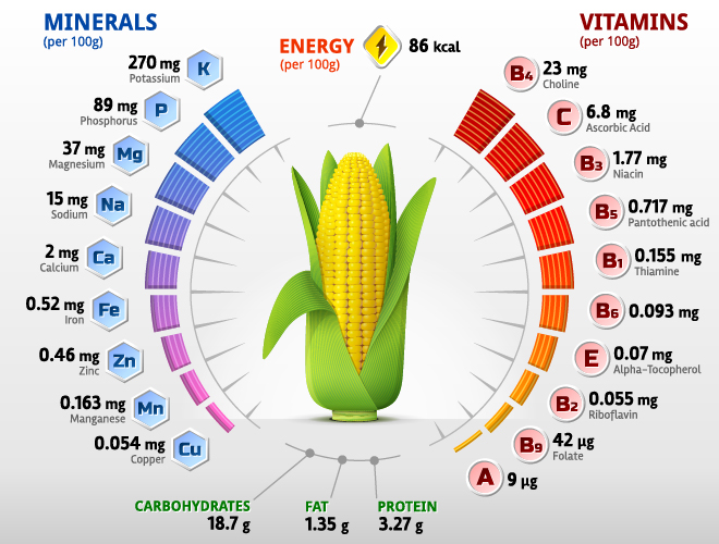Corn vitamins infographics vector
