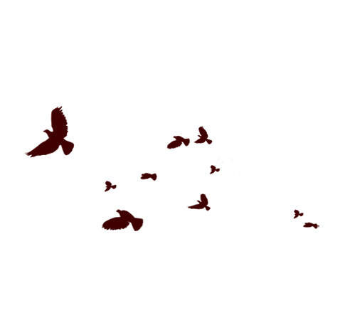 download flying bird brush photoshop