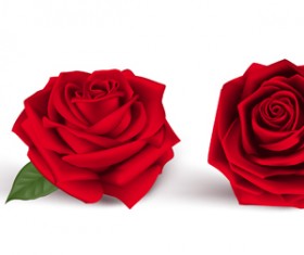 Fresh red rose vector