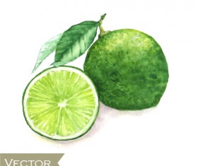 Green lemon watercolor drawn vector