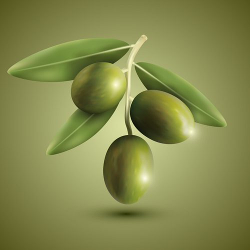 Green olives vector material