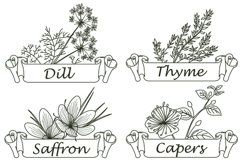 Hand drawn herbs and spices labels vector 01
