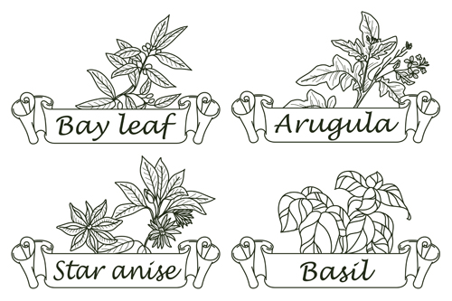 Hand drawn herbs and spices labels vector 03