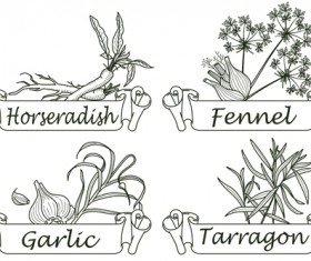 Hand drawn herbs and spices labels vector 04