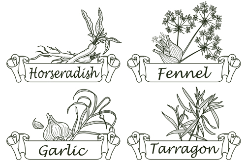 Hand drawn herbs and spices labels vector 04