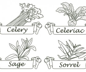 Hand drawn herbs and spices labels vector 05